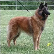 Chien de berger belge au long pelage fauve parsem de poils noirs.