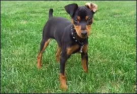 Chien d'agrment d'origine allemande,  la robe de couleur noir et feu ou acajou.