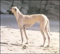 Lvrier arabe  poil ras,  la robe de couleur sable.
