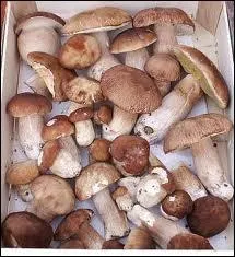 Tous les cpes, ces champignons bien connus, sont en ralit des bolets mais tous les bolets ne sont pas des cpes.