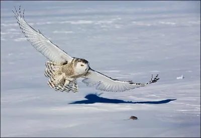 Quel est cet animal ?