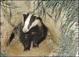 Quel est cet animal ?