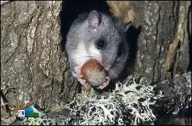 Quel est cet animal ?