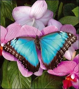  L'ensemble des papillons forme l'ordre des lpidoptres.  