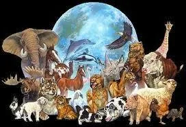 Quel est l'animal le plus contamin ?