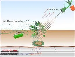 Quel est, des trois lgumes proposs, celui qui est le plus contamin par les pesticides ?