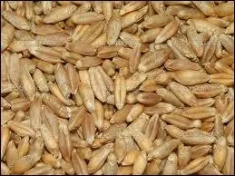 Le mot commence par : Chat ...