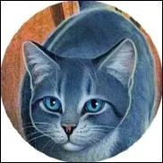 Comment ce chat s'appelle-t-il ?