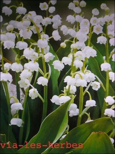 De quelle famille fait partie le muguet ?
