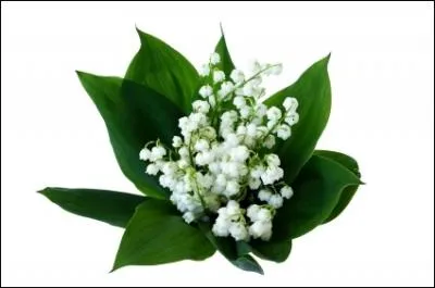Comment est surnomme la fleur du muguet ?