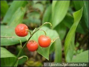 De quelle couleur sont les baies de muguet en automne ?