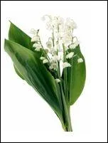 Comment appelle-t-on les feuilles du muguet ?