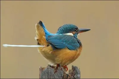 On ne dit pas : Je fais fi de vos remarques, mais plutt :