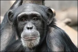 Que signifie  chimpanz  ?