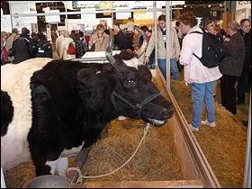 Quelle race de vache laitire est de trs petite taille ?