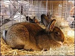 De quel pays le gris de Vienne est-il originaire ?