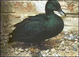 Quelle race de canard contient le nom d'une race de chien ?