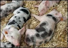 Laquelle de ces races de cochons a les oreilles tombantes ?