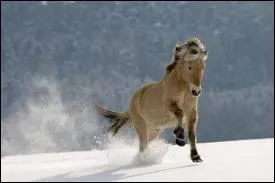 Cochez le mcanisme du galop  droite :