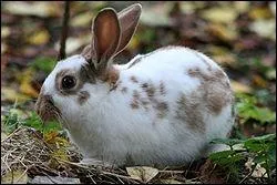 Cochez l'intrus parmi ces races de lapin :