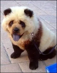 Quelle race de chien ressemble au panda ?