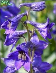 A quelle catgorie appartient la dauphinelle ?