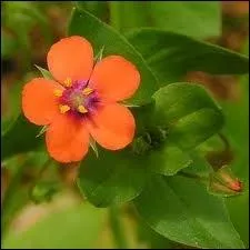 Dans quelle famille situez-vous le mouron rouge ?