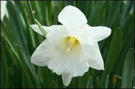 A quelle famille appartient le narcisse ?