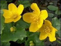  quelle catgorie appartient le populage des marais ?