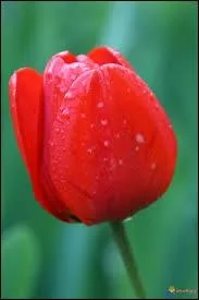 A laquelle de ces familles appartient cette fleur ?