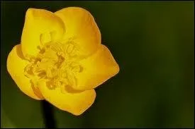 A quelle famille appartient celle-ci ?