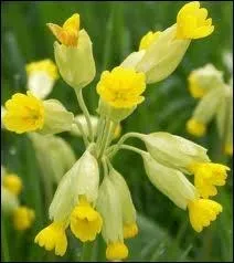 Retrouvez la famille du coucou ?