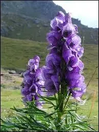 O classez-vous l'aconit ?