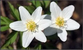 Dans quelle catgorie classez-vous cette fleur ?