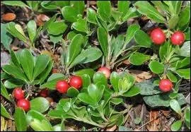 Enfin donnez moi le nom de cette baie rouge :