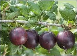 Reconnaissez-vous ces fruits ?