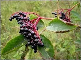 Quelle est cette baie ?