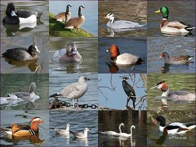 En provenance directe des dinosaures, je vous prsente l'... ... . .