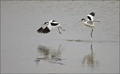 On la surnomme  lgante  !