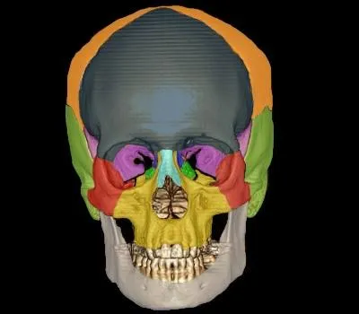 Le mot prcdent dsigne aussi une partie du corps. Laquelle ?