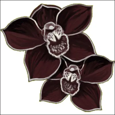 Combien coûte une Orchidée Noire ?