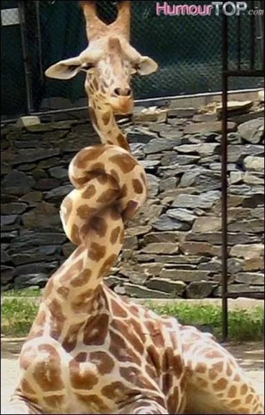 Chez les humains, les vert�bres cervicales sont au nombre de sept. Mais combien les girafes en ont-elles ?