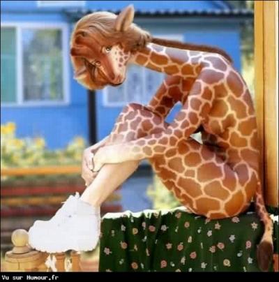 Les girafes ont-elles un coeur d'onze kg, une pression sanguine trois fois plus élevée que chez l'homme et un réseau de vaisseaux spongieux capable de ralentir l'afflux de sang vers le crâne ?