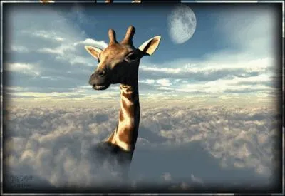 Les girafes sont-elles utilis�es par certaines peuplades africaines pour cueillir les kiwanos (fruits de couleur orange) ?