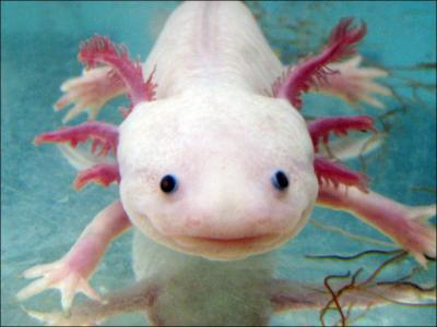 L'axolotl est-il capable de régénérer des organes endommagés ou détruits ?