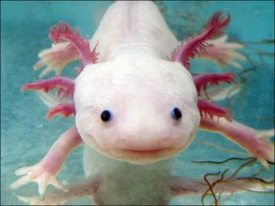 L'axolotl est-il capable de r�g�n�rer des organes endommag�s ou d�truits ?