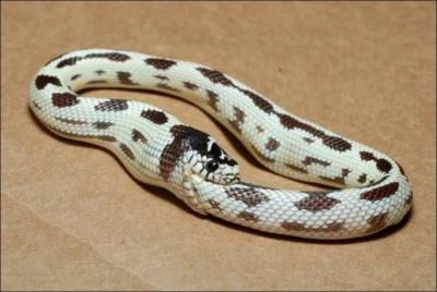 A-t-on jamais vu un serpent s'avaler lui-même jusqu'à disparaître entièrement ?