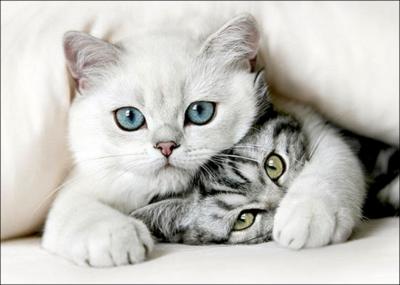 La plupart des chats blancs aux yeux bleus sont-ils sourds de naissance ?