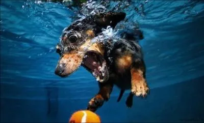 Les humains poss�dent deux cordes vocales. Mais les chiens en ont-ils plus que deux ?