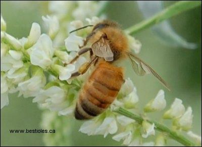 Quel est cet insecte ?